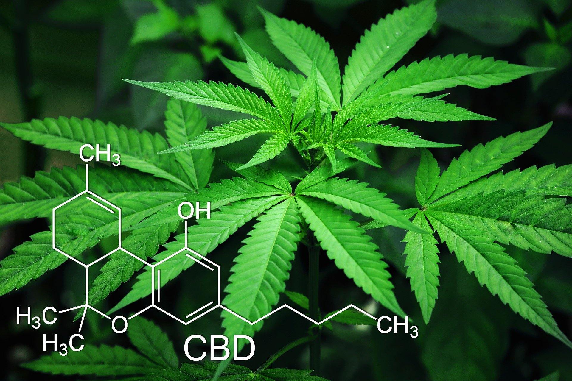 Perspectives on CBD Research - by Kelly Rippel - The Farmacy